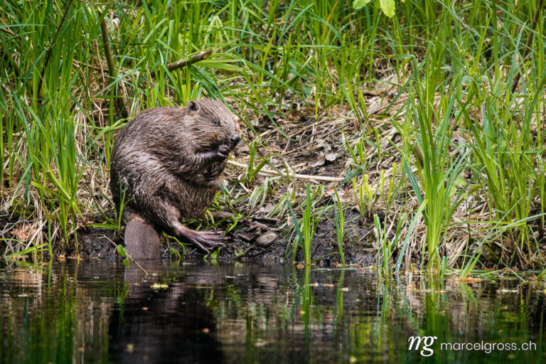 . cute young beaver in the Aare in Belpau. Marcel Gross Photography