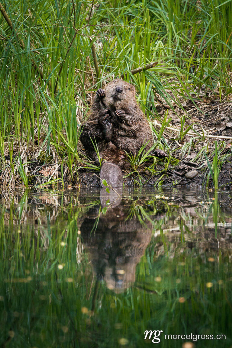 . cute young beaver cleaning its fur in the Aare in Belpau. Marcel Gross Photography