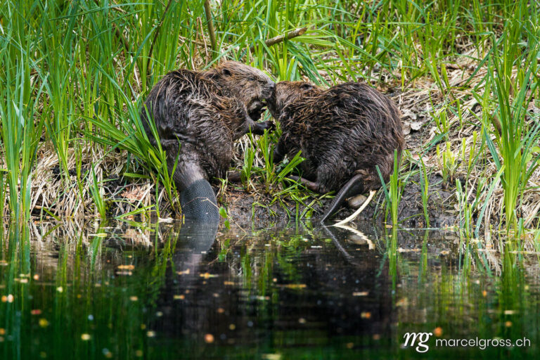 Wild animals in Switzerland. two cute young beavers kissing in the Aare in Belpau. Marcel Gross Photography