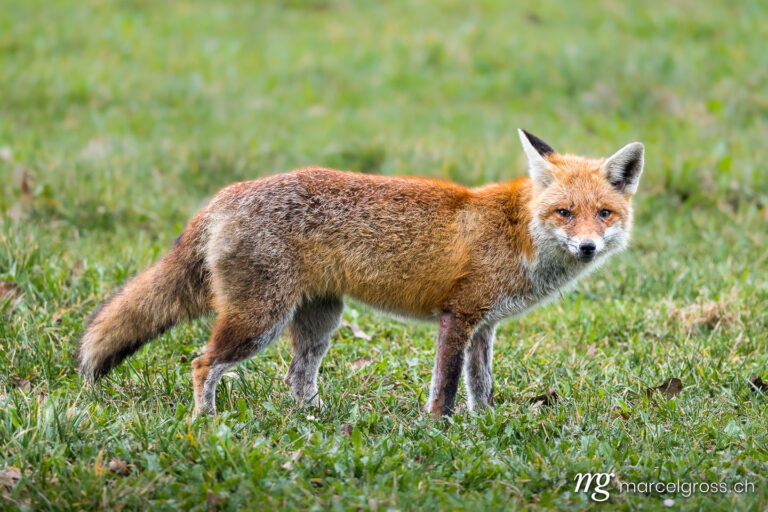 . Redfox (Vulpes vulpes) with canine distemper in a field in Emmental. Marcel Gross Photography