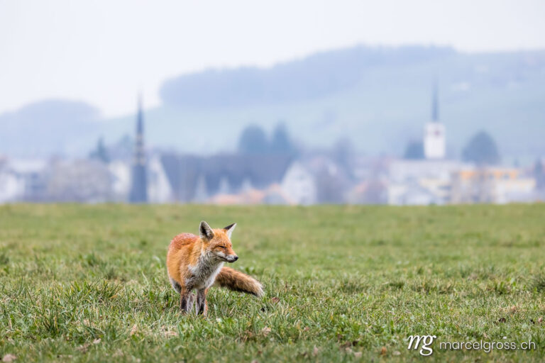 . Redfox (Vulpes vulpes) with canine distemper in a field in Emmental. Marcel Gross Photography