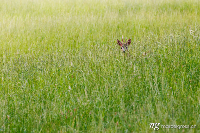 . roe buck in tall grass in Emmental. Marcel Gross Photography
