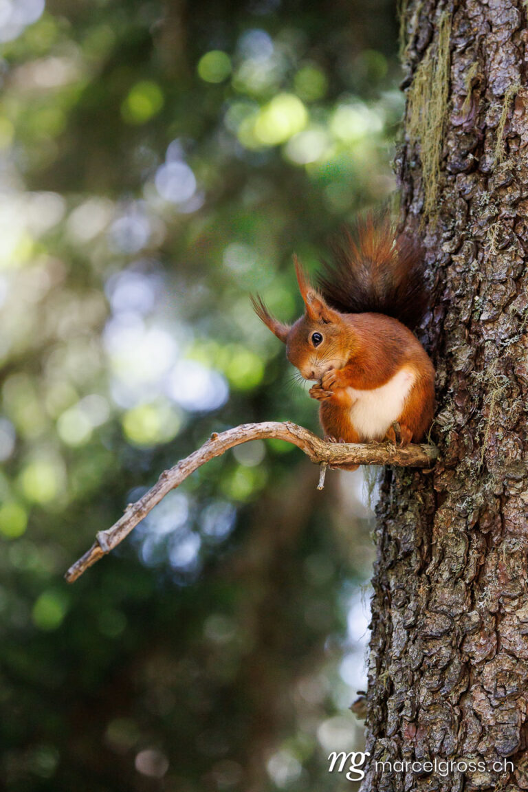 . Red squirrel (Sciurus vulgaris) sitting on a branch in the forest of Arosa, Graubünden. Marcel Gross Photography