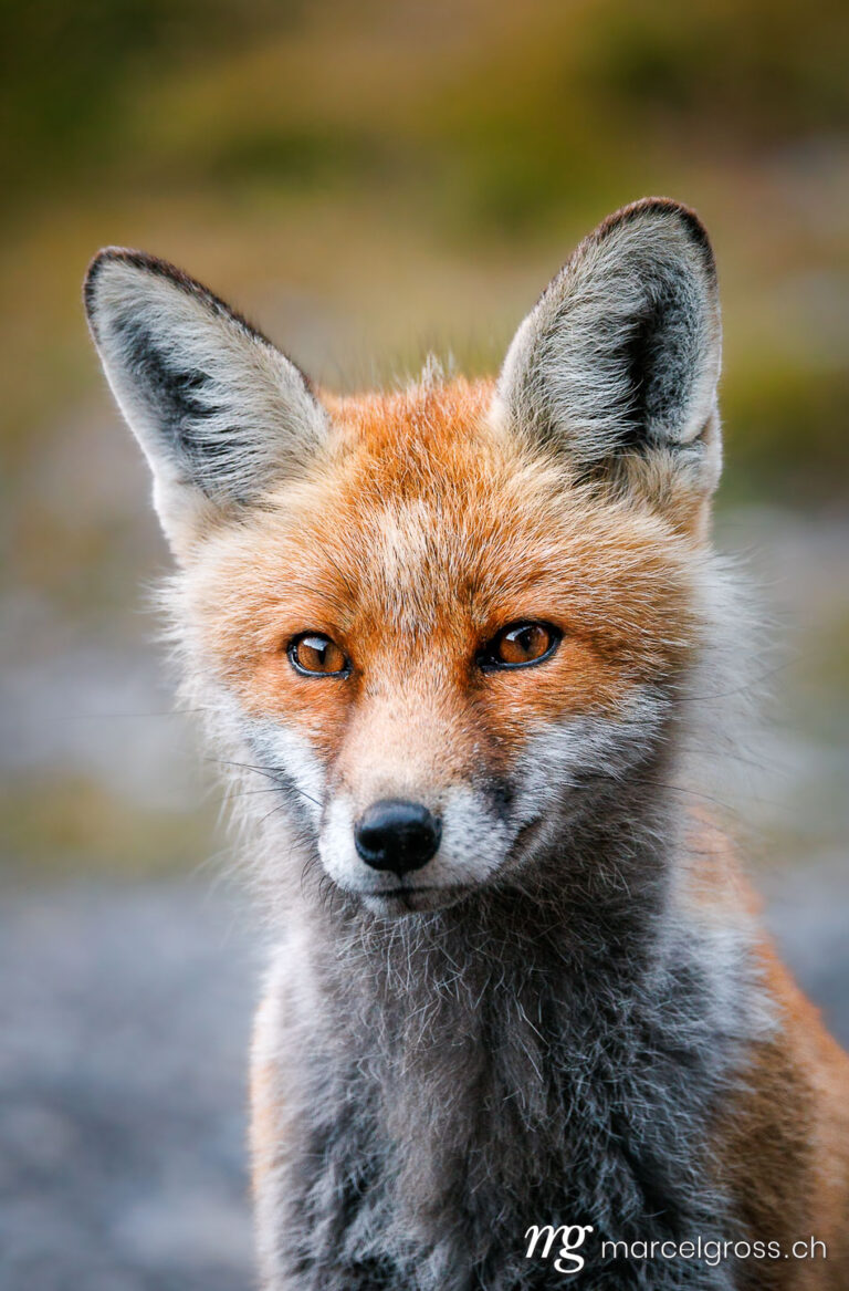 . portrait of a red fox near an alpine hut. Marcel Gross Photography