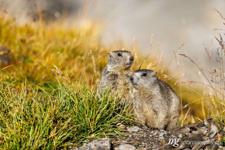 . two young marmots in morning light at Gemmi Pass in Valais. Marcel Gross Photography