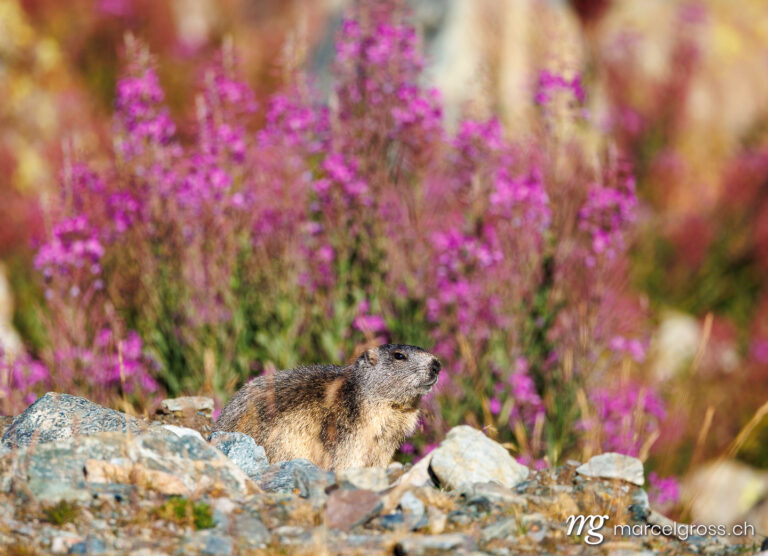 . alpine marmot (marmota marmota in front of flowering fireweed. Marcel Gross Photography