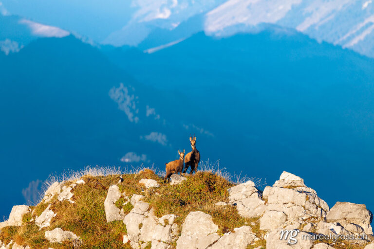 . Chamois mother with fawn (Rupicapra rupicapra) on a peak in Diemtig Valley Nature Park in the Bernese Oberland. Marcel Gross Photography