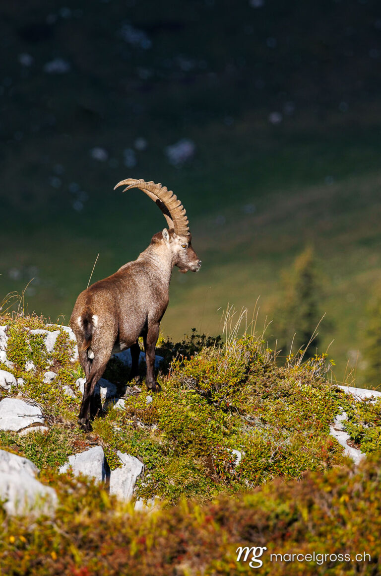 . male ibex (Capra ibex) in the Diemtig Valley Nature Park in the Bernese Oberland. Marcel Gross Photography