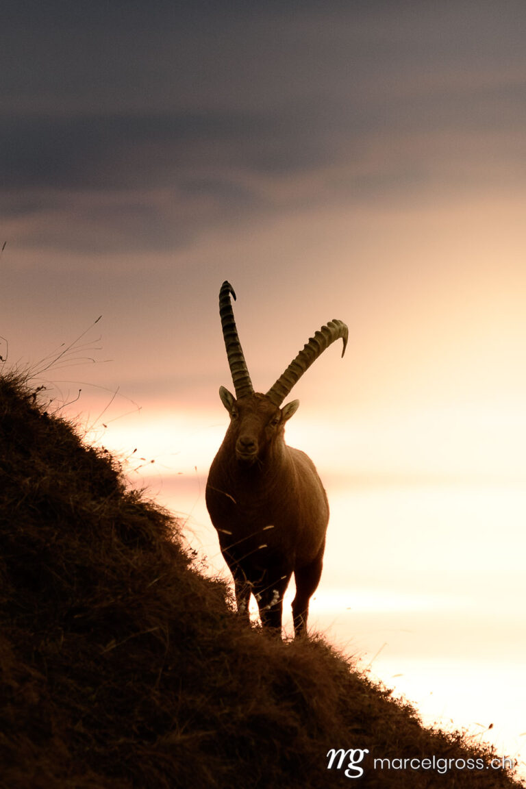 Capricorn pictures. silhouette of an impressive male ibex (Capra ibex) in the Bernese alps during sunrise. Marcel Gross Photography