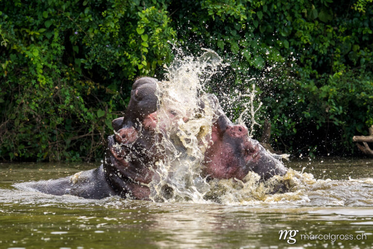 Uganda pictures. two fighting hippos over their hierarchy in Lake Mburo National Park, Uganda. Marcel Gross Photography