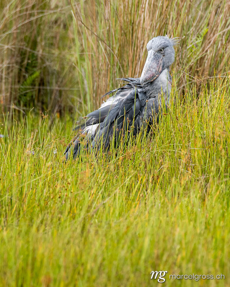Uganda Bilder. a rare shoebill in the swamps of Mabamba, Uganda. Marcel Gross Photography