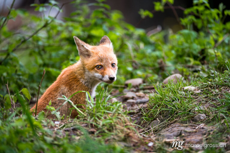 . young fox at the den. Marcel Gross Photography