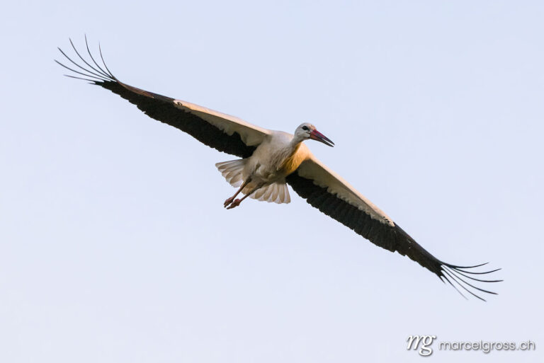 . White stork (Ciconia ciconia) in Switzerland. Marcel Gross Photography
