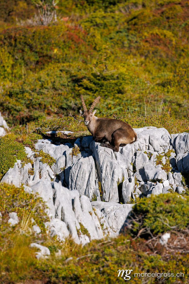 . male ibex (Capra ibex) in Naturpark Diemtigtal in Berner Oberland. Marcel Gross Photography
