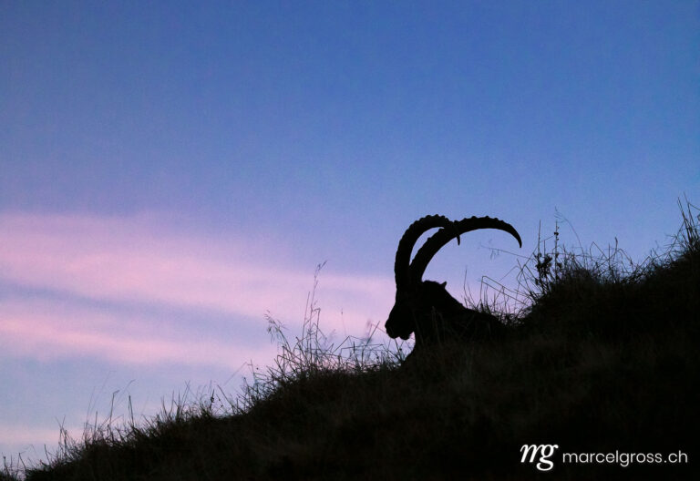 . silhouette of a giant ibex at sunrise in the Bernese Alps. Marcel Gross Photography