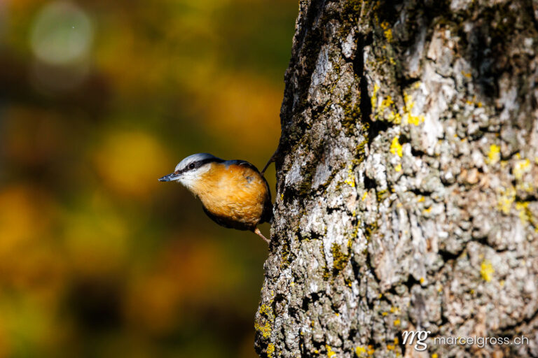 Bird Pictures Switzerland. Eurasian nuthatch (Sitta europaea) on a tree trunk in Spiez, Switzerland. Marcel Gross Photography