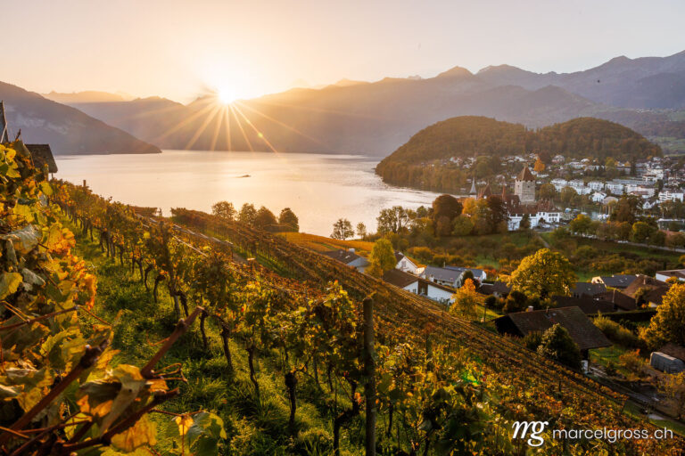 Autumn pictures Switzerland. Sunrise over the Bay of Spiez with vineyards and the castle of Spiez in autumn. Marcel Gross Photography