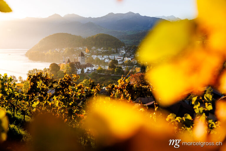 Autumn in Spiez. beautiful warm morning light on the bay of Spiez with the Castle of Spiez seen from the vineyards. Marcel Gross Photography