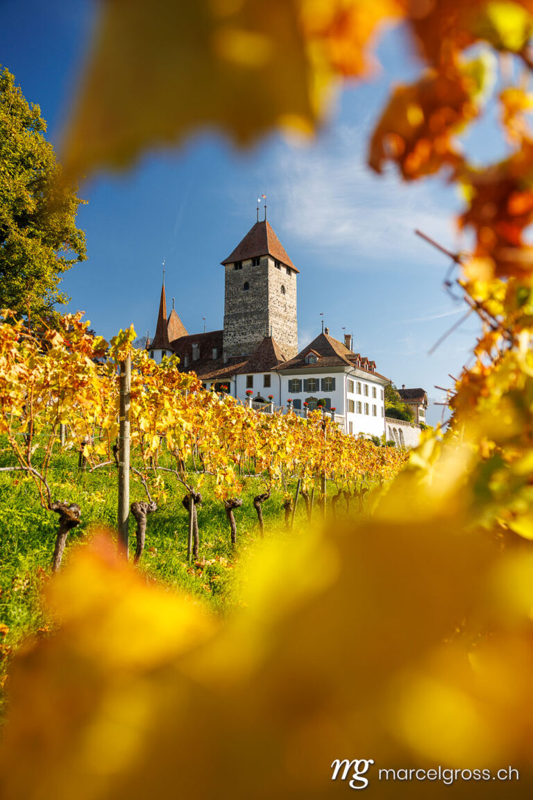 . Castle of Spiez framed by yellow vine leaves in autumn, Bernese Oberland. Marcel Gross Photography
