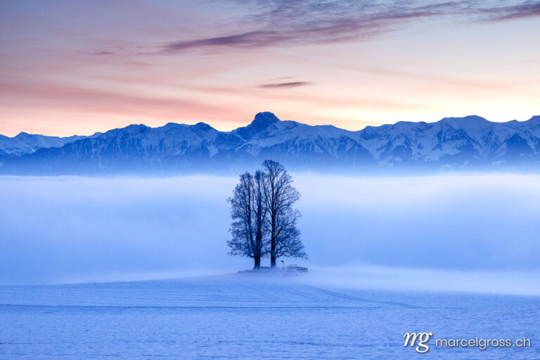 Emmental pictures. tall tilia tree covered in mist with Stockhorn ridge in the background during blue hour in winter. Marcel Gross Photography