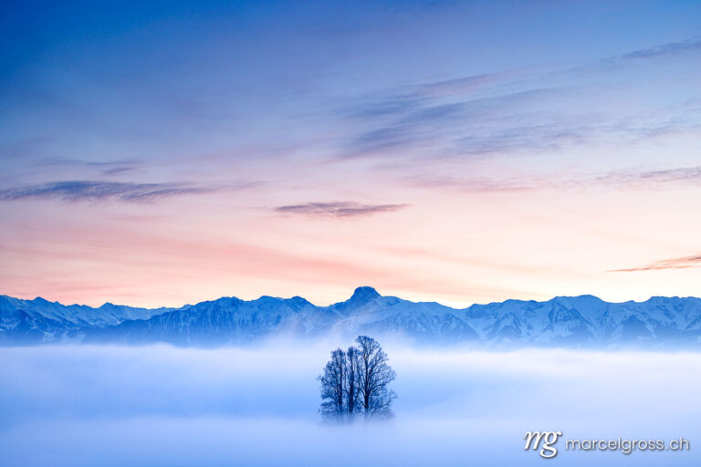 Emmental Bilder. tilia tree standing in mist during blue hour in winter on Ballenbühl in Emmental. Marcel Gross Photography