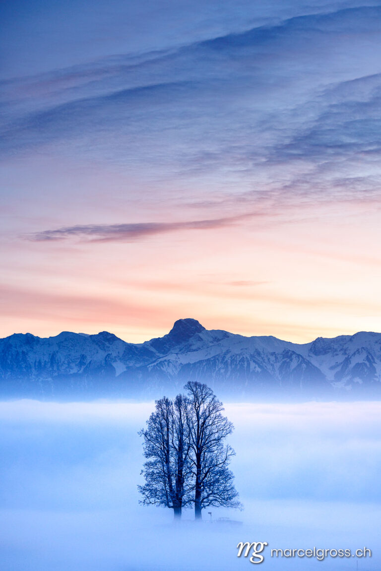 Emmental Bilder. lone tilia tree standing out from a sea of fog during blue hour in winter on Ballenbühl in Emmental. Marcel Gross Photography