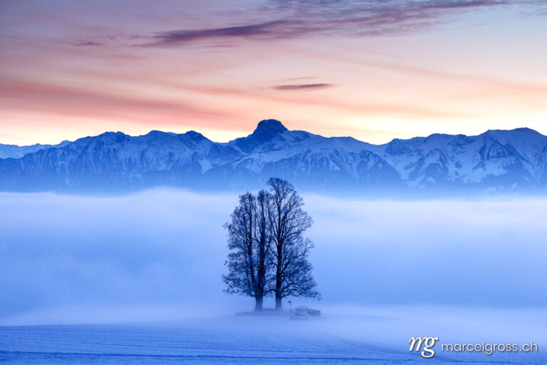 Emmental pictures. tall tilia tree covered in mist with Stockhorn ridge in the background during blue hour in winter. Marcel Gross Photography