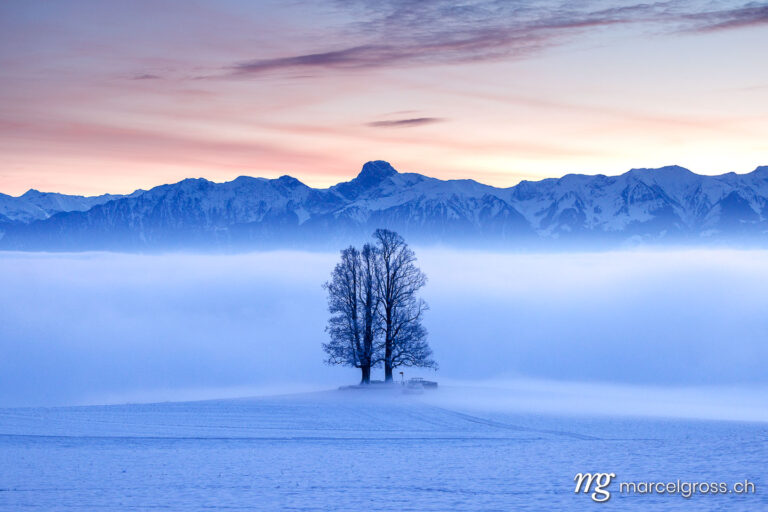 Emmental pictures. tilia tree standing in mist during blue hour in winter on Ballenbühl in Emmental. Marcel Gross Photography
