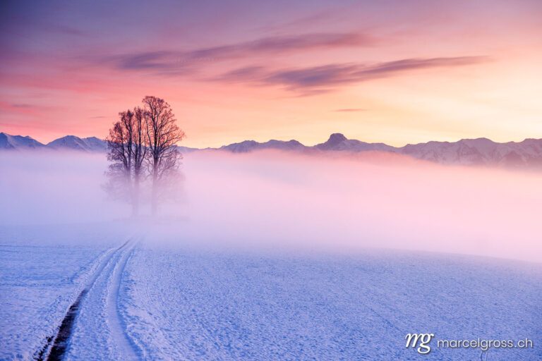 Emmental Bilder. misty conditions with a tilia tree during a colorful sunset on Ballenbühl in Emmental. Marcel Gross Photography