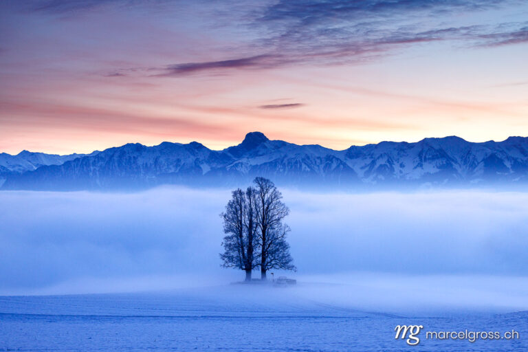 Emmental Bilder. a tall tilia tree rising from a sea of fog with Stockhorn ridge in the background during blue hour in winter. Marcel Gross Photography