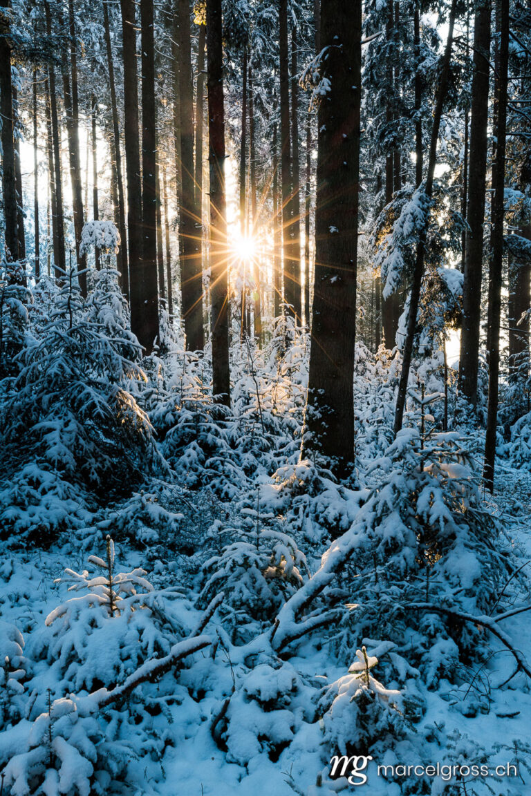 . winter sun shining into deep frozen forest in Emmental. Marcel Gross Photography