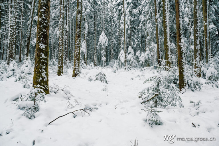 . Mystical winter forest in deep snow in Emmental. Marcel Gross Photography