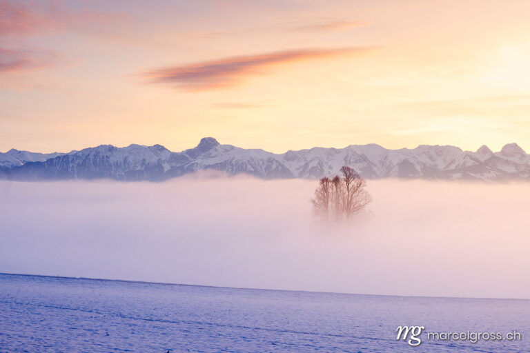 Winterbild Schweiz. three standing out of a sea of fog in Emmental with Stockhorn ridge in the distance. Marcel Gross Photography
