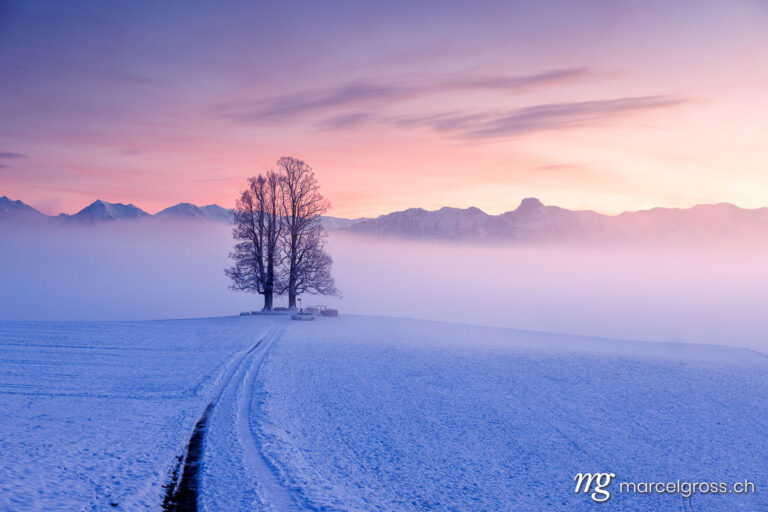 Winter picture Switzerland. misty conditions with a tilia tree during a colorful sunset on Ballenbühl in Emmental. Marcel Gross Photography