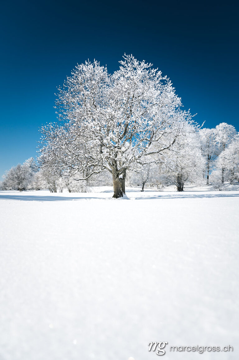 Winter picture Switzerland. Frozen tree in dreamy winter landscape in Les Prés d'Orvin, Swiss Jura. Marcel Gross Photography