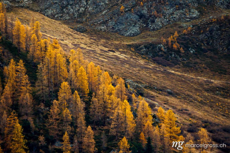 Herbstbilder Schweiz. Goldene Lärchen im Lötschental. Marcel Gross Photography