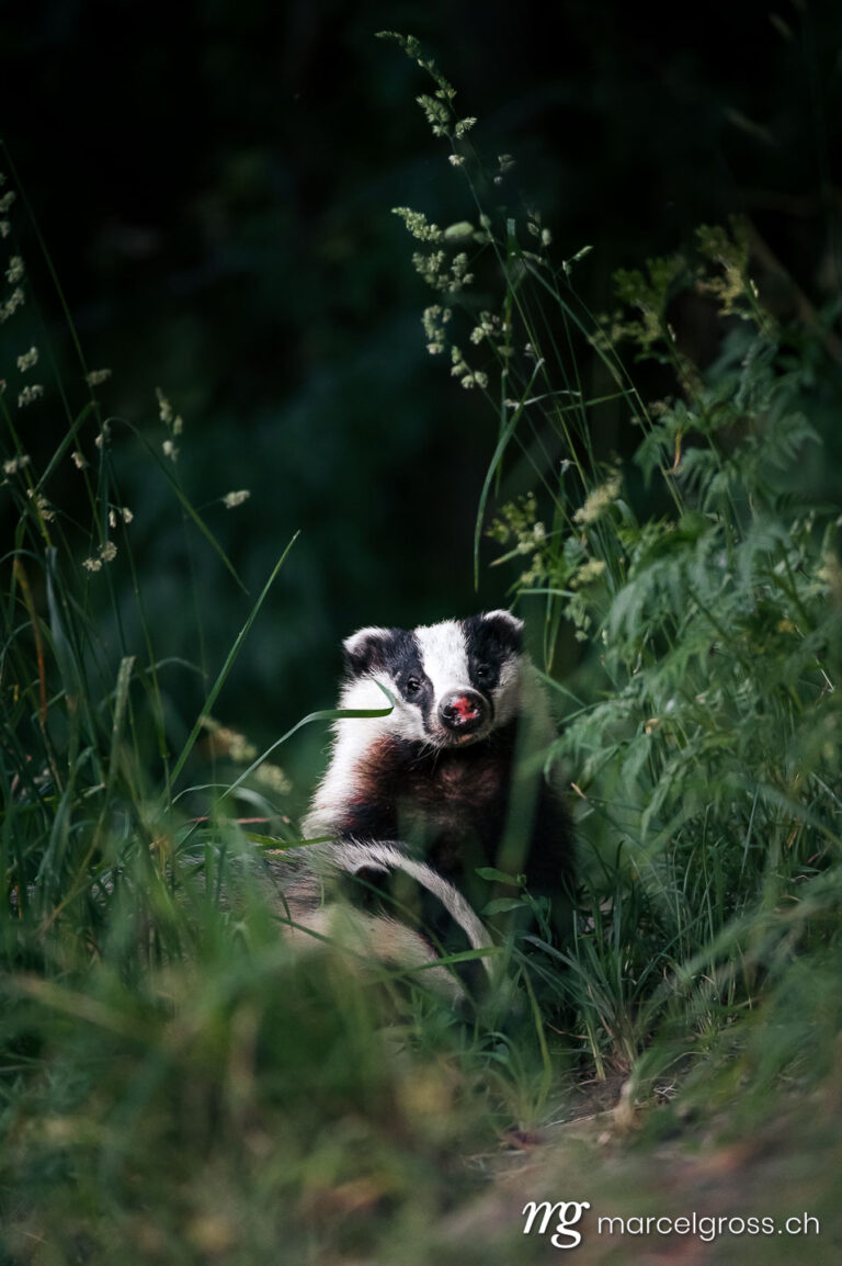 . Badger in the tall grass. Marcel Gross Photography