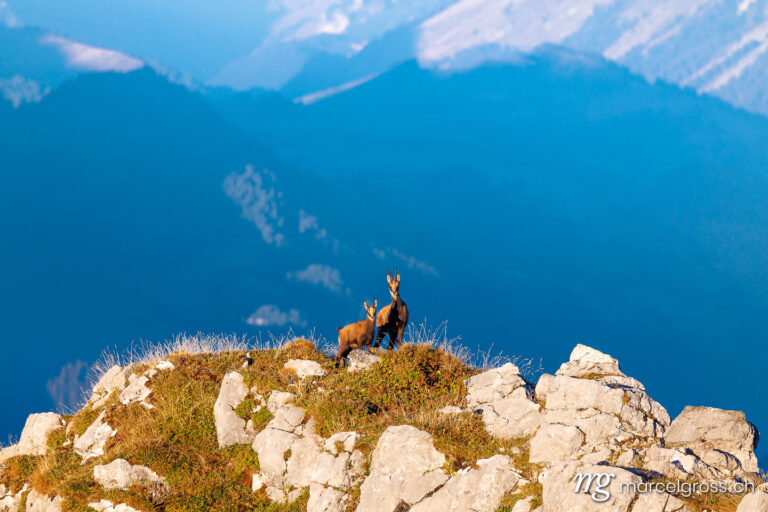 . chamois mother with fawn (Rupicapra rupicapra) on a peak in Naturpark Diemtigtal in Berner Oberland. Marcel Gross Photography