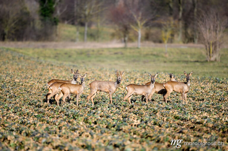 . Group of deer in Seeland. Marcel Gross Photography