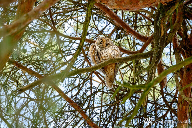 Long-eared owl in Switzerland. . Marcel Gross Photography
