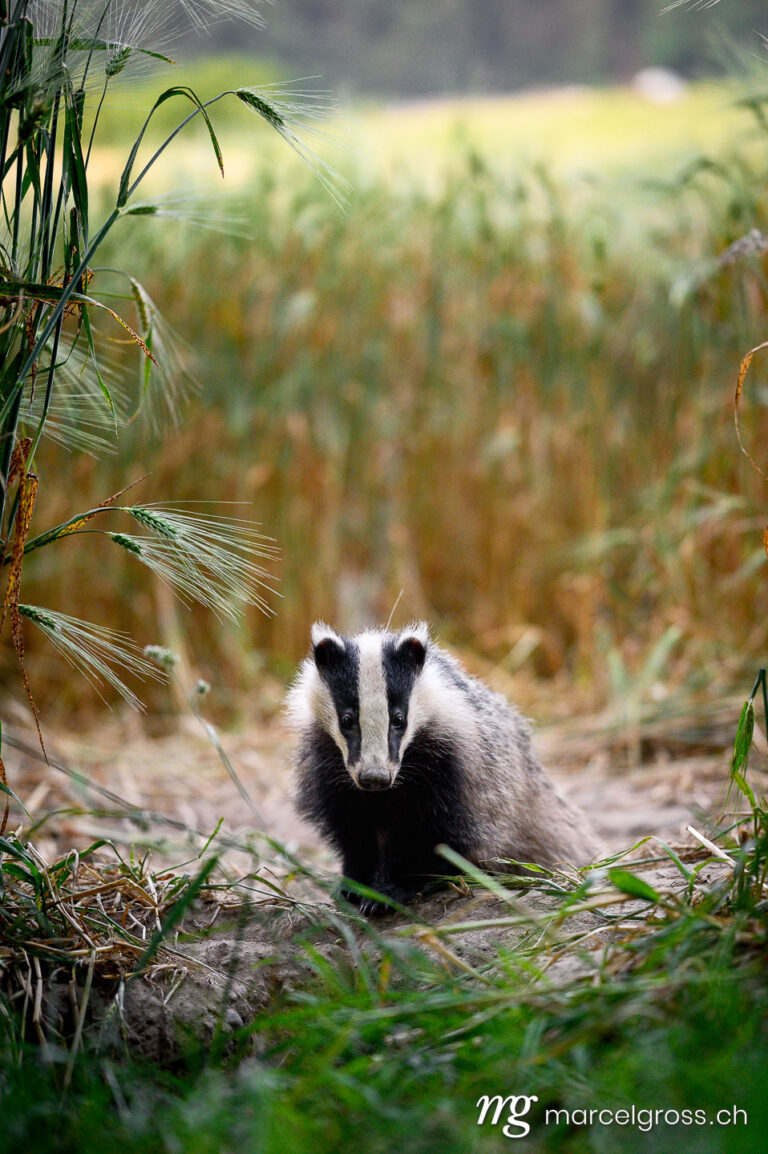 Swiss wildlife. young badger in Emmental. Marcel Gross Photography