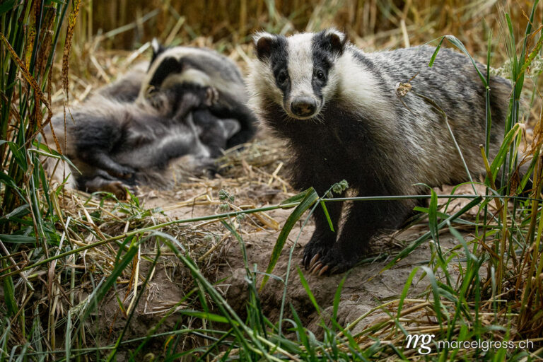 Swiss wildlife. Badger family in the Emmental. Marcel Gross Photography