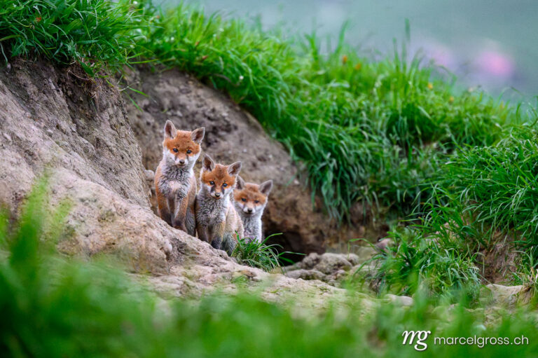 Schweizer Wildtiere. drei junge Rotfüchse im Emmental. Marcel Gross Photography