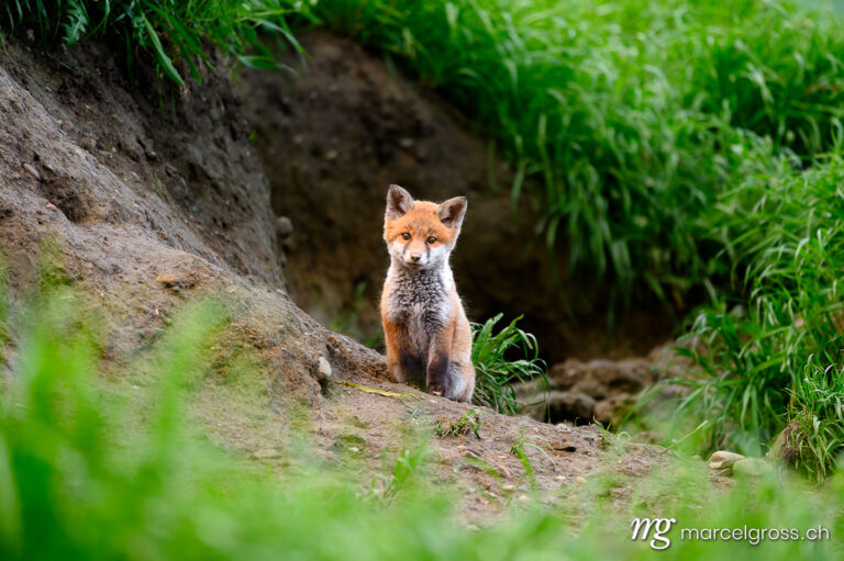 Fox pictures. young red fox in the Emmental. Marcel Gross Photography