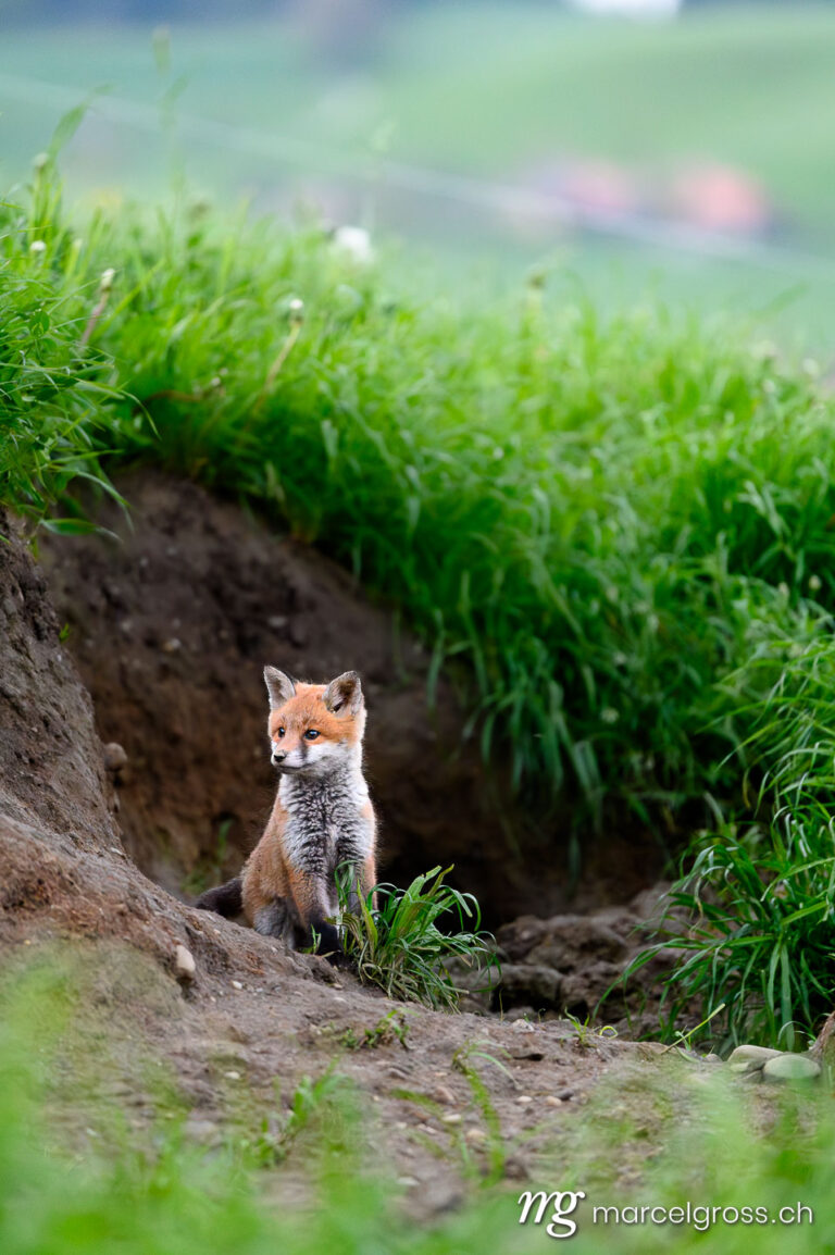 Swiss wildlife. young red fox in Emmental. Marcel Gross Photography