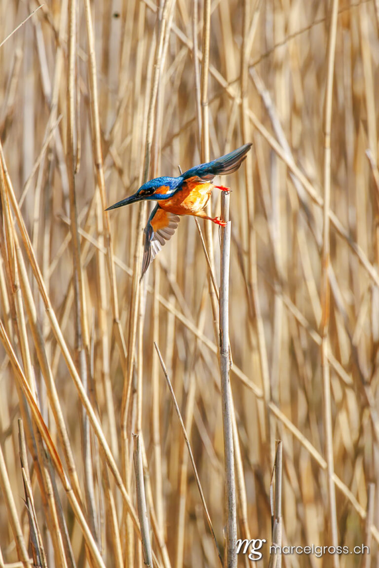 swiss bird pictures. . Marcel Gross Photography