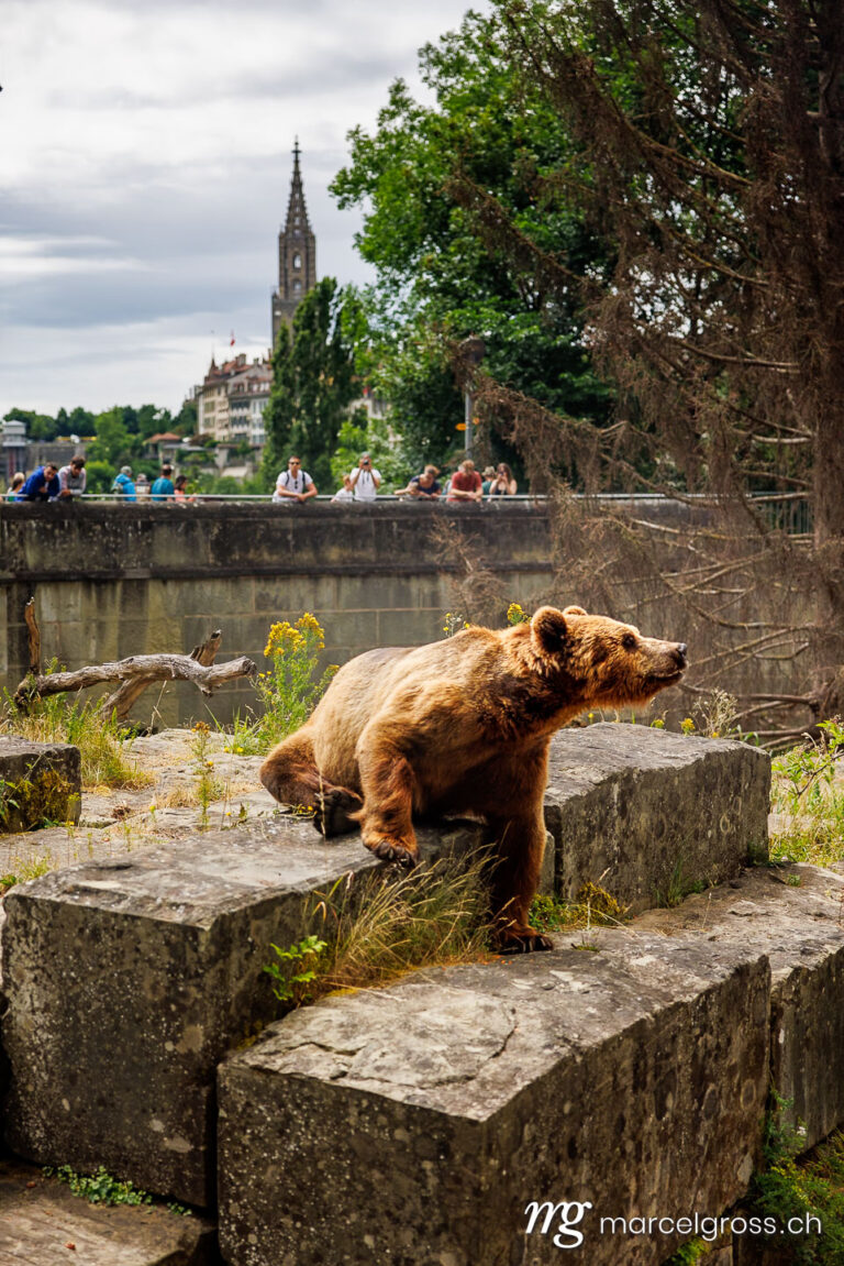 Bern Bilder. European Brown bear (Ursus arctos arctos) in front of the oldtown of Bern with Berner Münster. Marcel Gross Photography