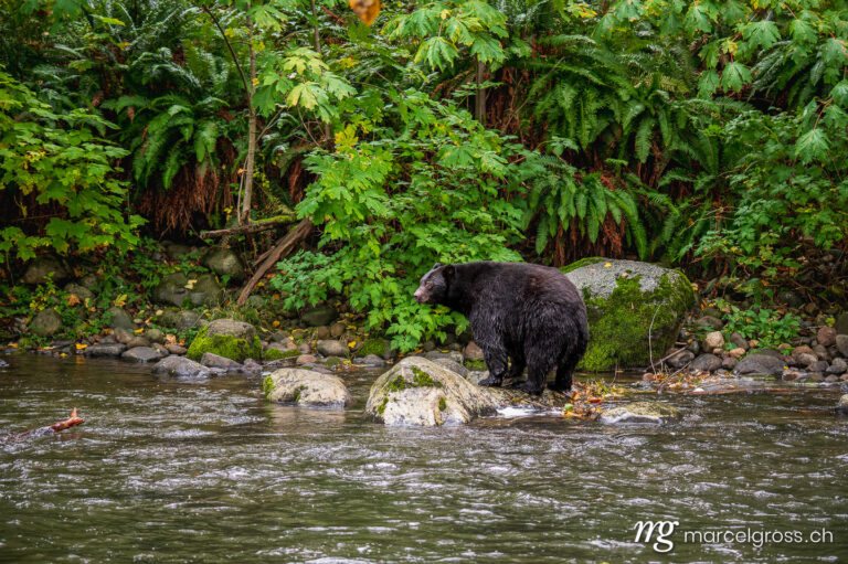 Black Bear pictures. Baloo the Bear in the Jungle. Marcel Gross Photography