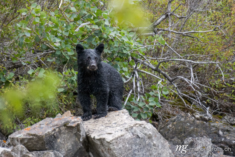 Black Bear pictures. . Marcel Gross Photography