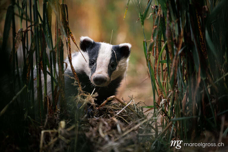 Badger pictures. Marcel Gross Photography